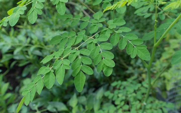 blog-natuclin-planta