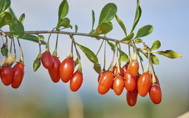 gojiberry