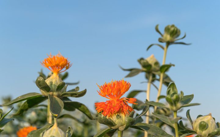 safflower-has-begun-to-bloom-13-6AH9GQZ-e1562164915209
